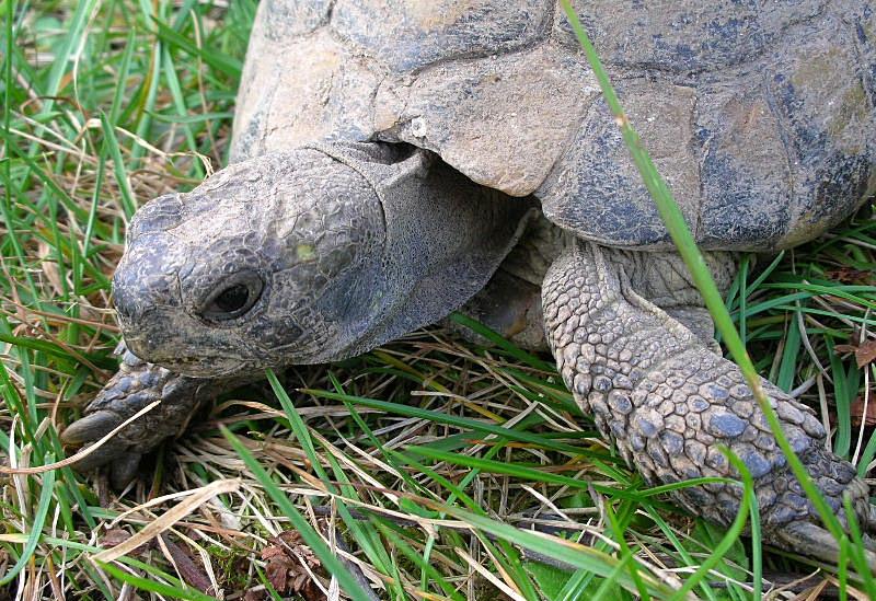 Testuggine terrestre Testudo hermanni hermanni